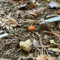 garrible