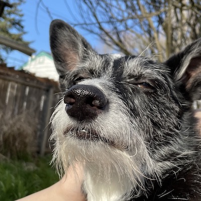 wet dog