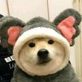 fluffery :blobcatsnuggle: