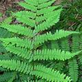 RFern