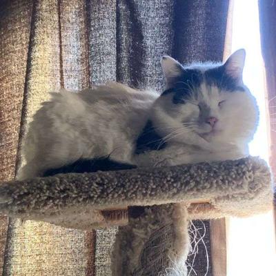 conquest_of_biscuits