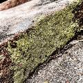 mossy coydog