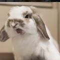 Hotter, even more cross Bunny