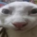 Marshed Mallow