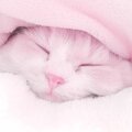 honey :neocat_nom_verified: