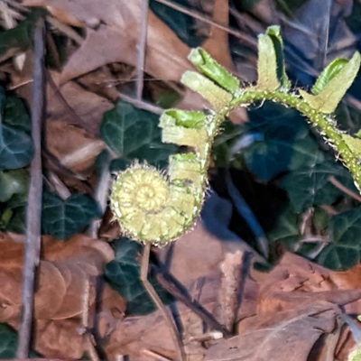 vestige