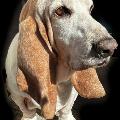 Charlie the Anti-Fascist Dog