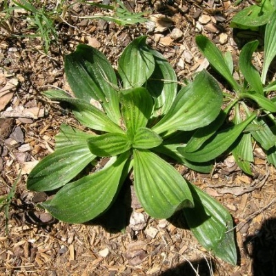 plantago